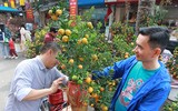Hấp dẫn chợ hoa Hàng Lược ngày cận Tết